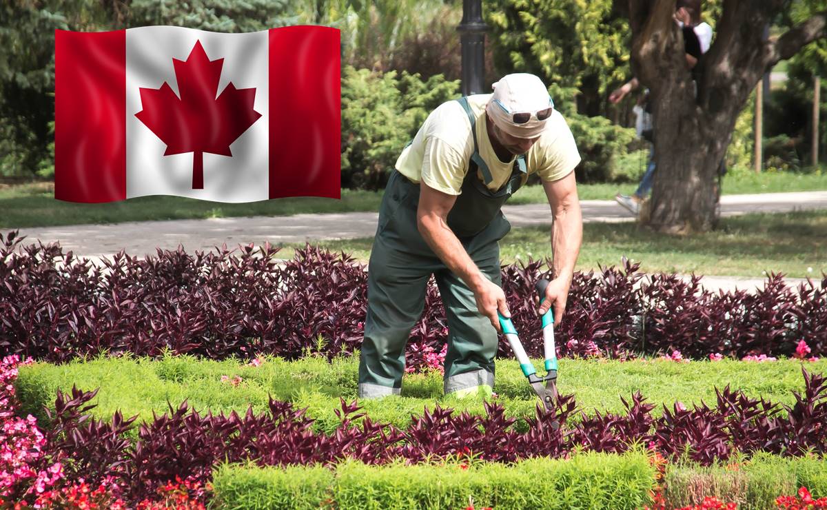 Compañía solicita jardineros mexicanos para trabajo en Canadá