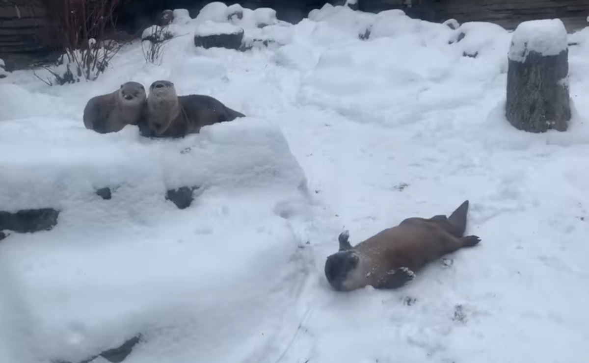 video, nutrias jugando en la nieve, Nueva York,