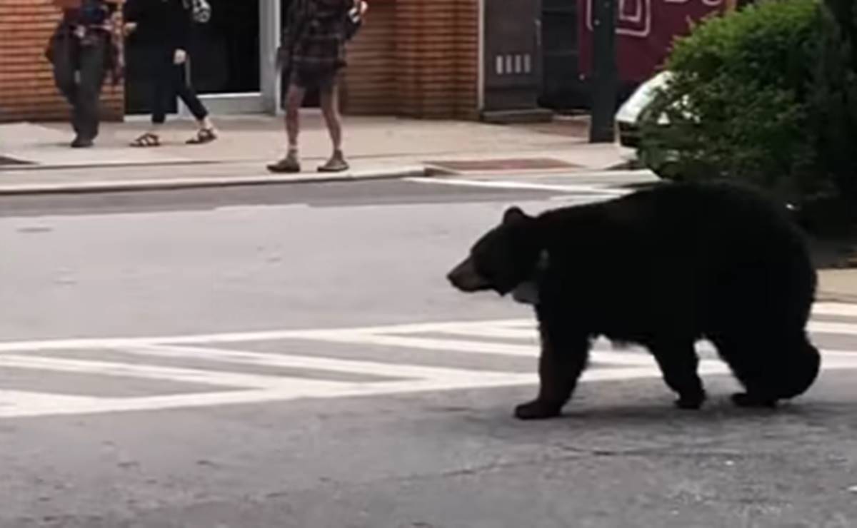 Captan a oso caminando y escalando árboles en ciudad de EU