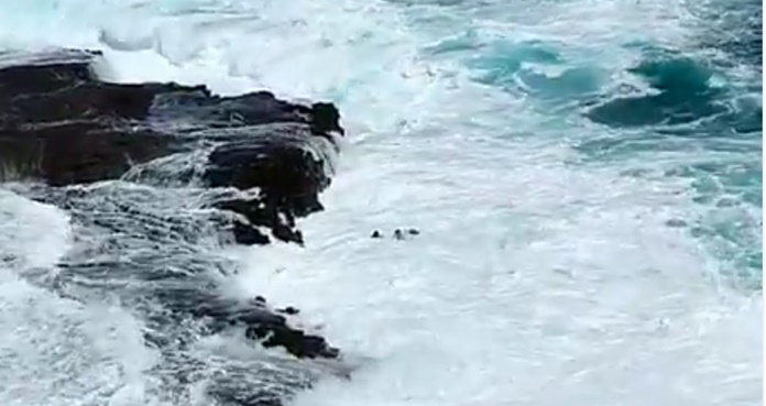 video, pareja, olas, Hawái,