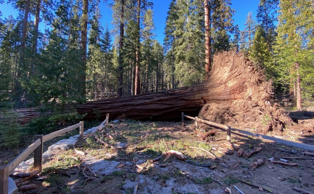 Vientos fuertes derriban sequoias enormes del Parque Nacional de Yosemite