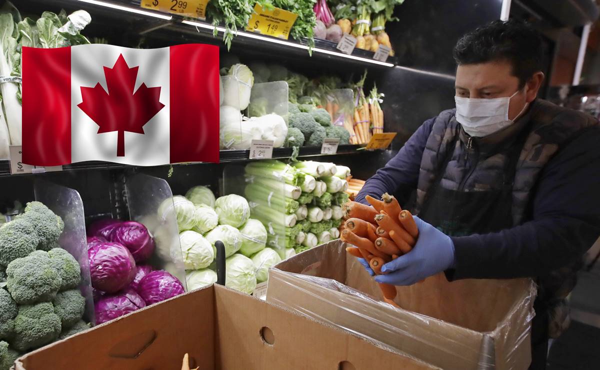 Buscan mexicanos para trabajar en supermercado de Canadá (sin inglés)