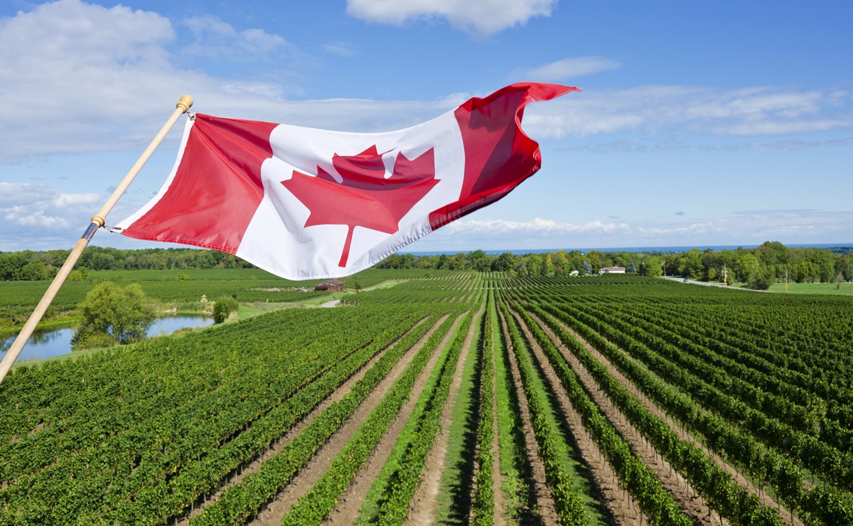 Inician contrataciones 2023 de trabajadores agrícolas mexicanos que van a Canadá