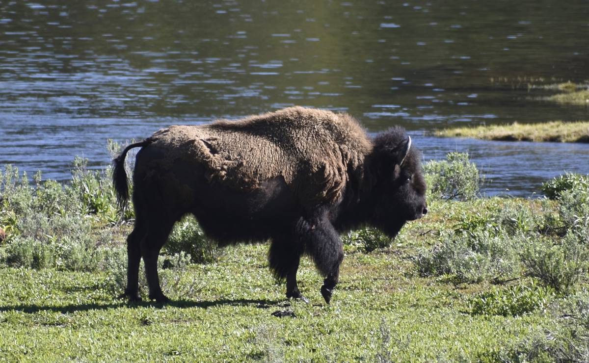 Bisonte embiste a mujer en Yellowstone