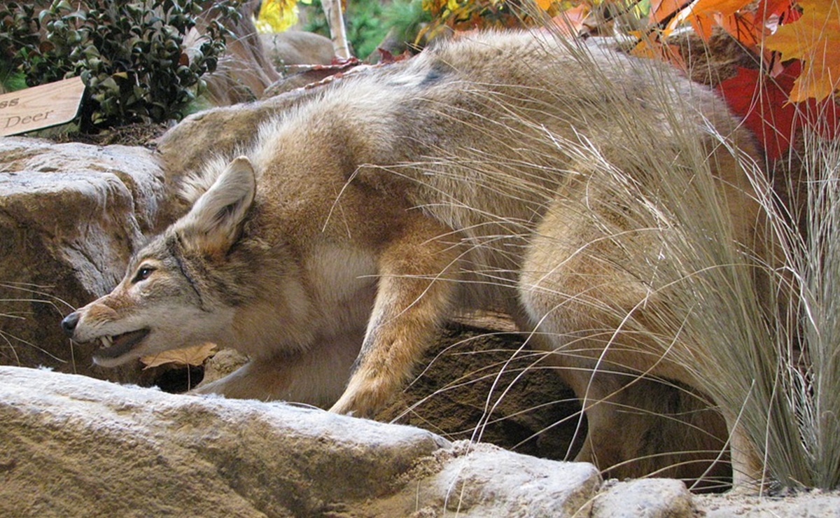 Video. Coyote atrapa a mordidas a ni&ntilde;a peque&ntilde;a en vecindario de Los &Aacute;ngeles