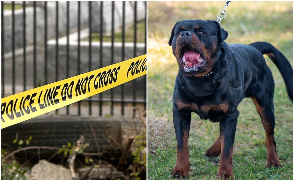 Menor muere mutilado por perros rottweilers en Idaho; su madre fue gravemente lesionada