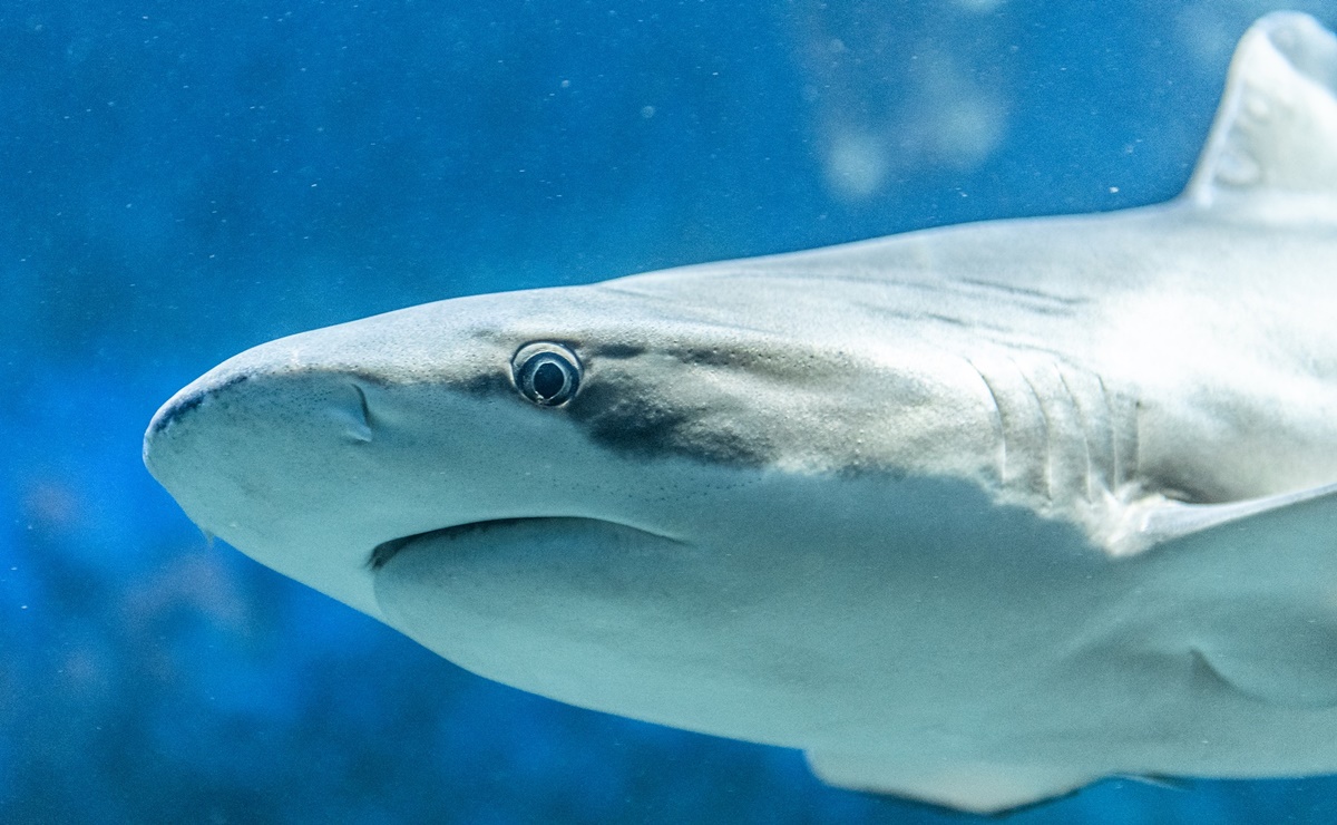 Ataque de tibur&oacute;n en Florida