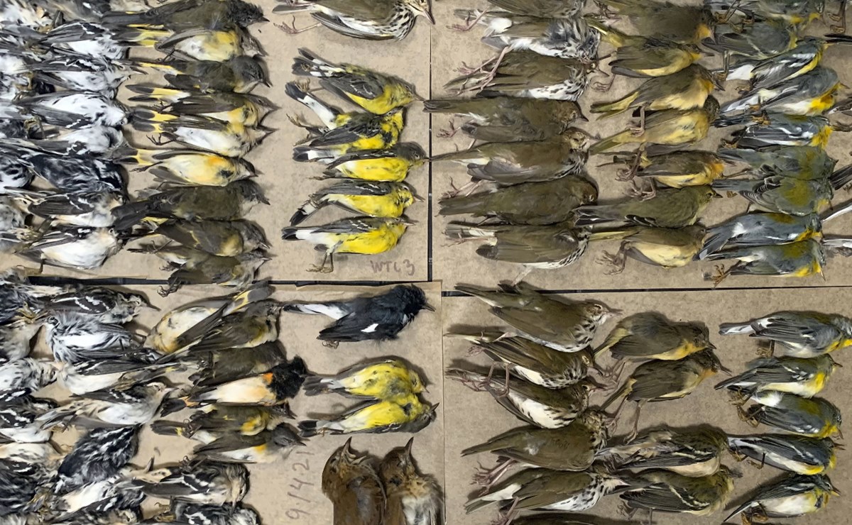 Cientos de aves mueren tras estrellarse contra torres de Nueva York (video)