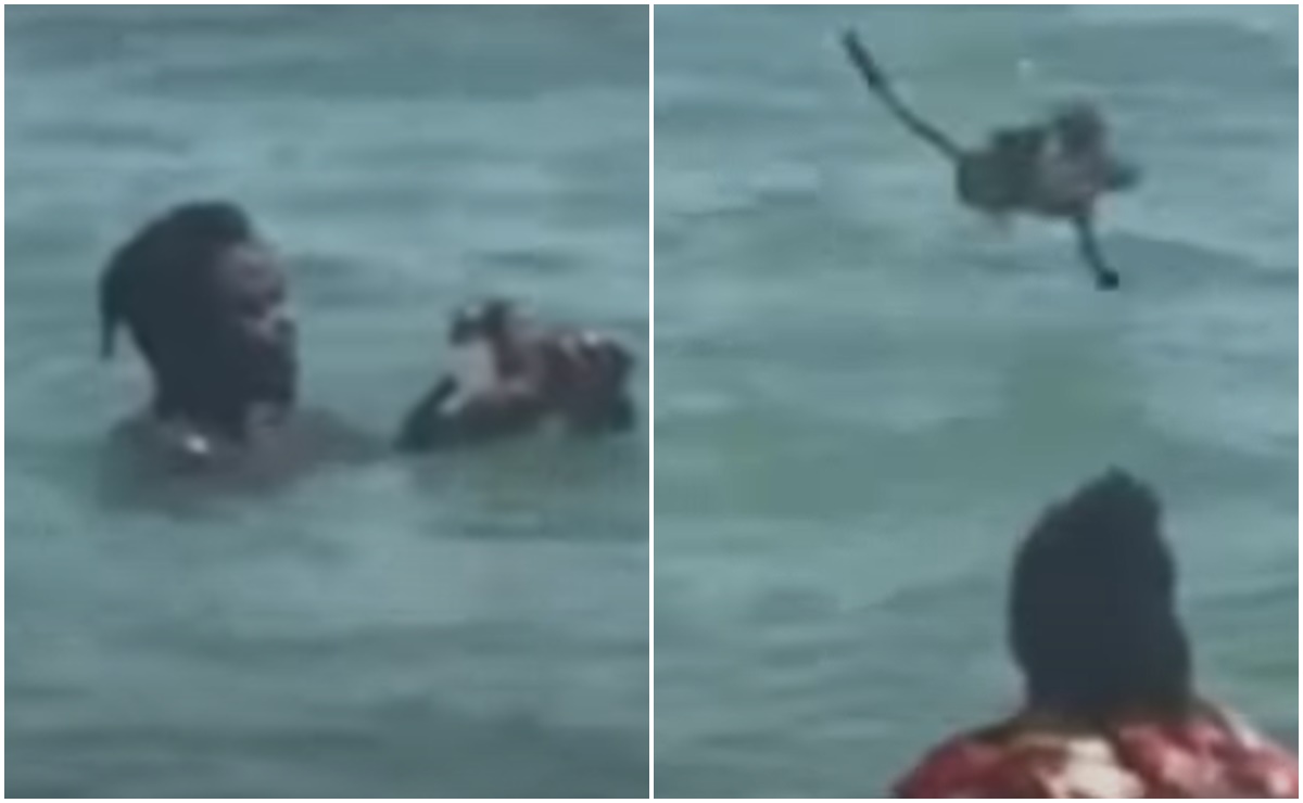 Video. Captan a pareja torturando y aventando al mar a gatito en Florida