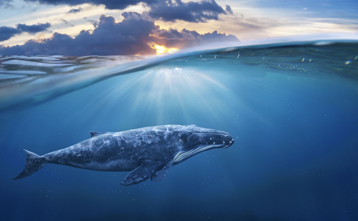 Los mejores lugares en Estados Unidos para ver ballenas durante oto&ntilde;o e invierno