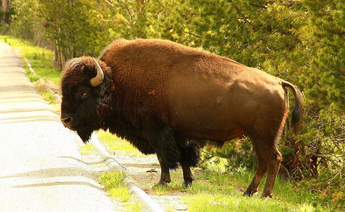 Bisonte de Yellowstone cornea a mujer que intent&oacute; fotografiarlo repetidamente