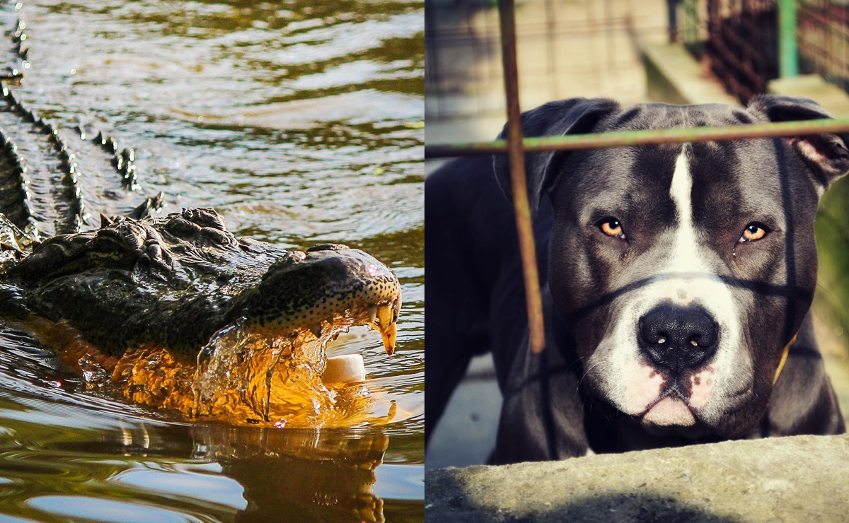 Un caim&aacute;n mata a pitbull en Florida; alertan por mascotas