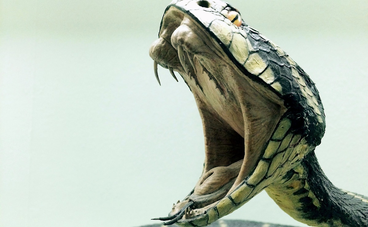 Alertan por cobra 'cebra' venenosa suelta en Carolina del Norte