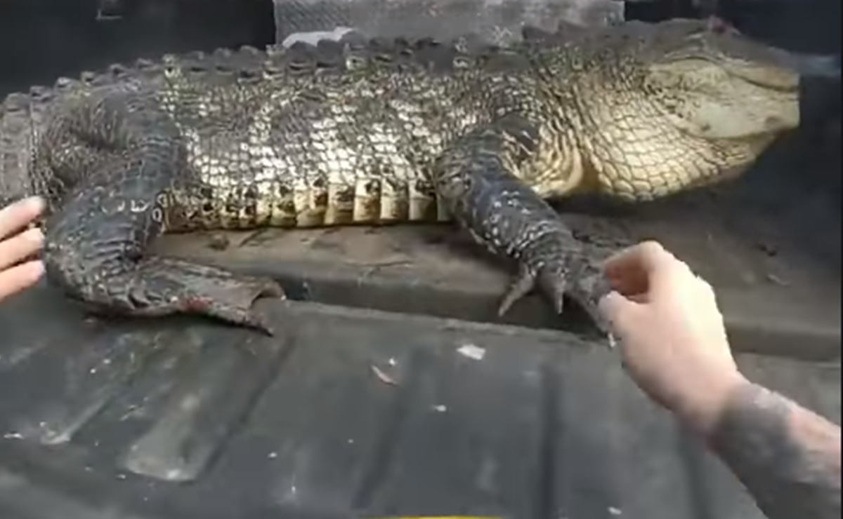 Video. Encuentran enorme cocodrilo debajo de auto en Florida