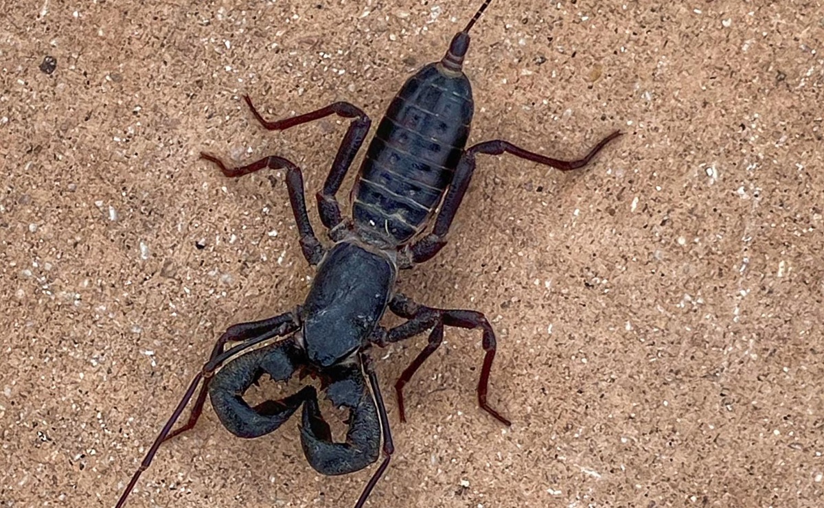 Parque nacional de Texas alerta a visitantes por escorpiones que roc&iacute;an &aacute;cido