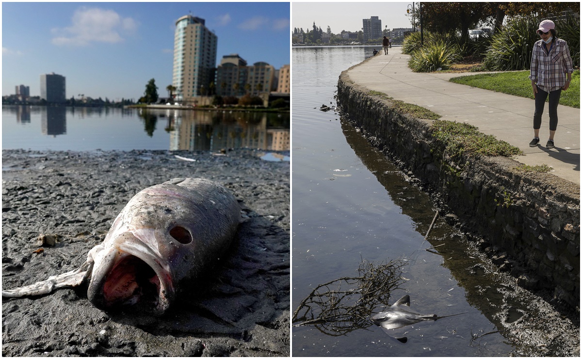 Marea roja sin precedentes en San Francisco est&aacute; matando a miles de peces