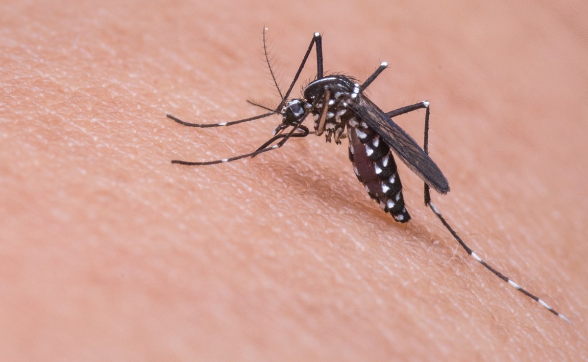 Mosquito, Michigan