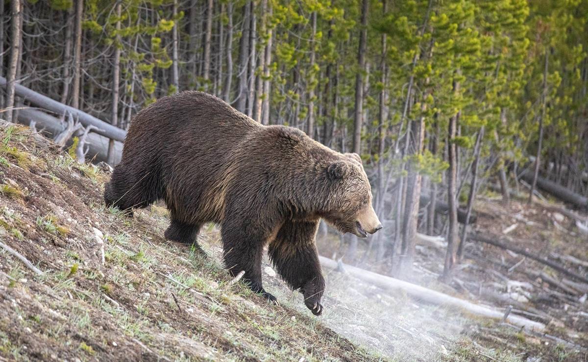 Oso grizzly ataca a estudiantes universitarios en Wyoming