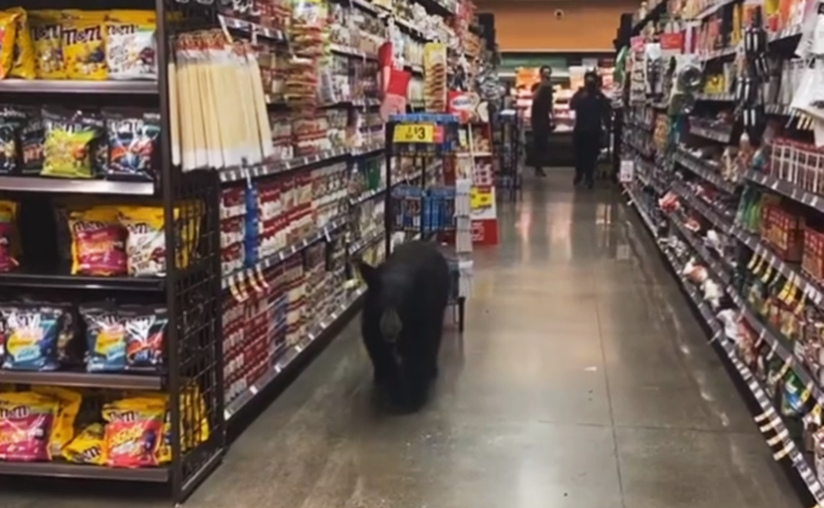 Video muestra a oso deambulando por un supermercado de Los &Aacute;ngeles