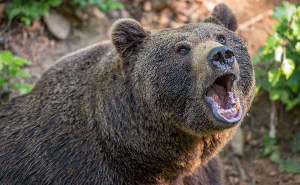 Soldado de Estados Unidos muere en fatal ataque de oso en Alaska 