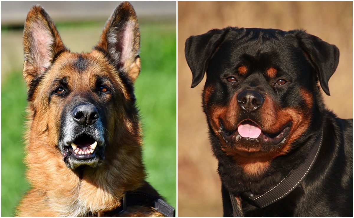 Las mejores 8 razas de perros guardianes para familias
