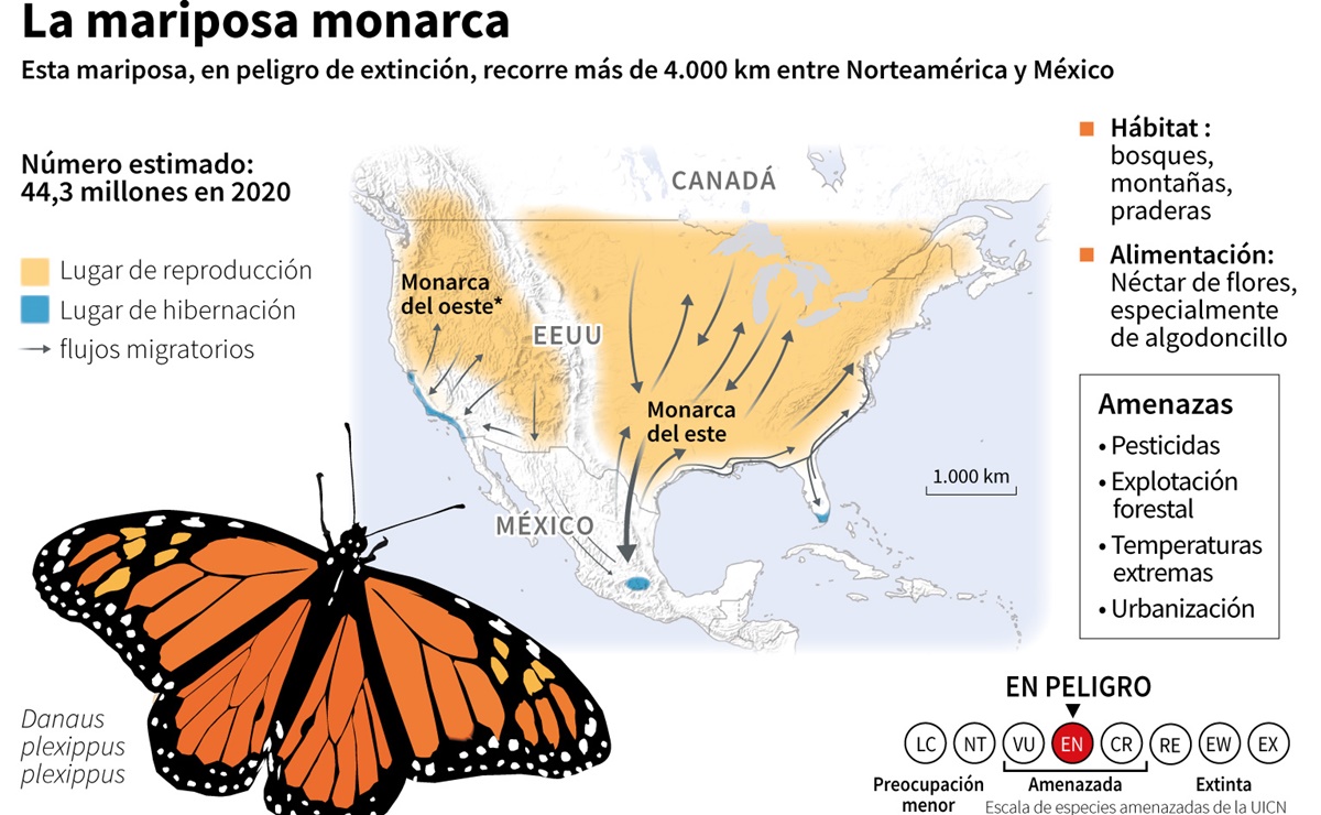 La mariposa monarca entra en la lista roja de especies amenazadas