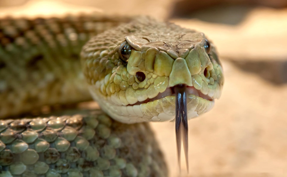 Inicia la &lsquo;temporada&rsquo; de serpientes venenosas en Texas; esto debes saber