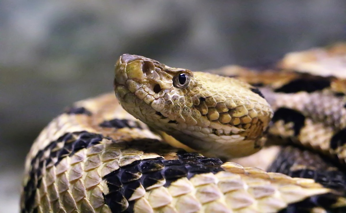 Encuentran invasi&oacute;n de serpientes de cascabel en casa de California