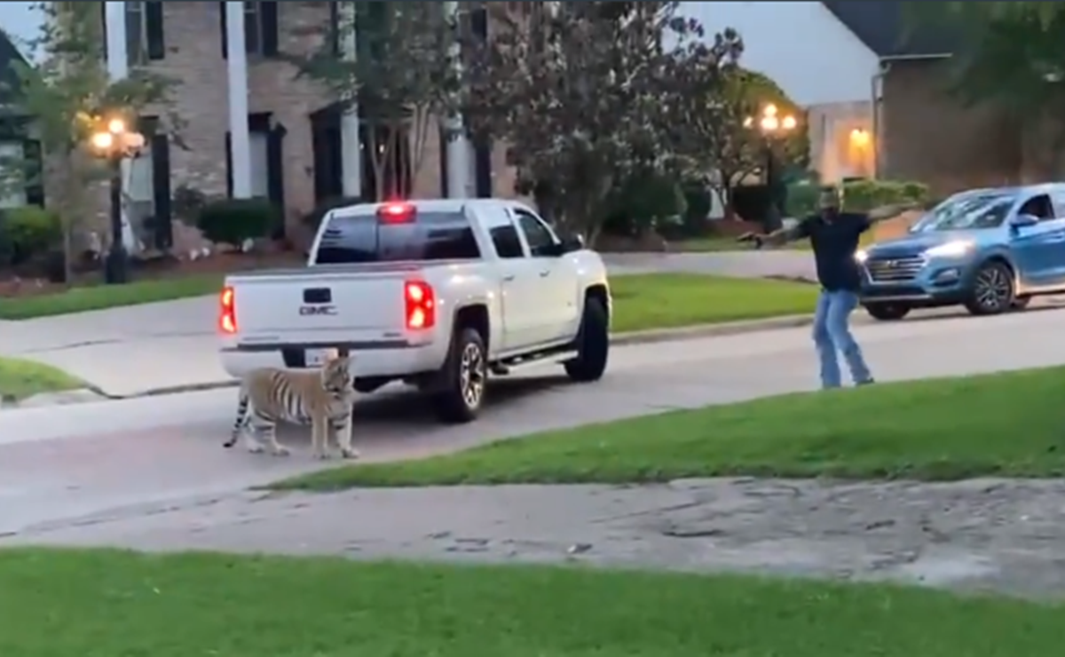Video. Captan a enorme tigre deambulando por calles de Houston
