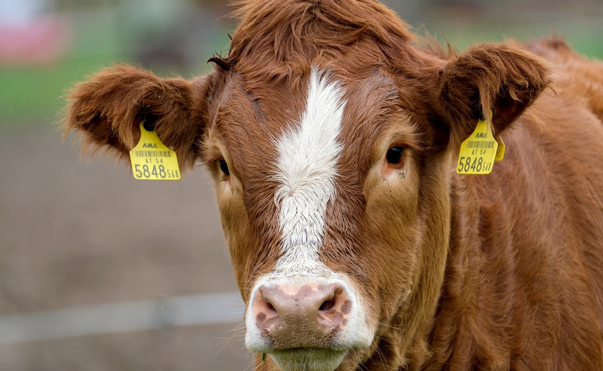 Captan a vaca formada en fila de autoservicio de McDonald&rsquo;s en Wisconsin