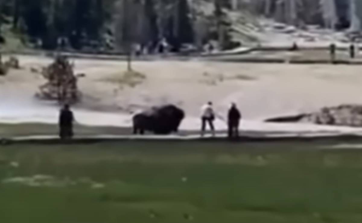 bisonte embiste a visitante en Parque Nacional Yellowstone