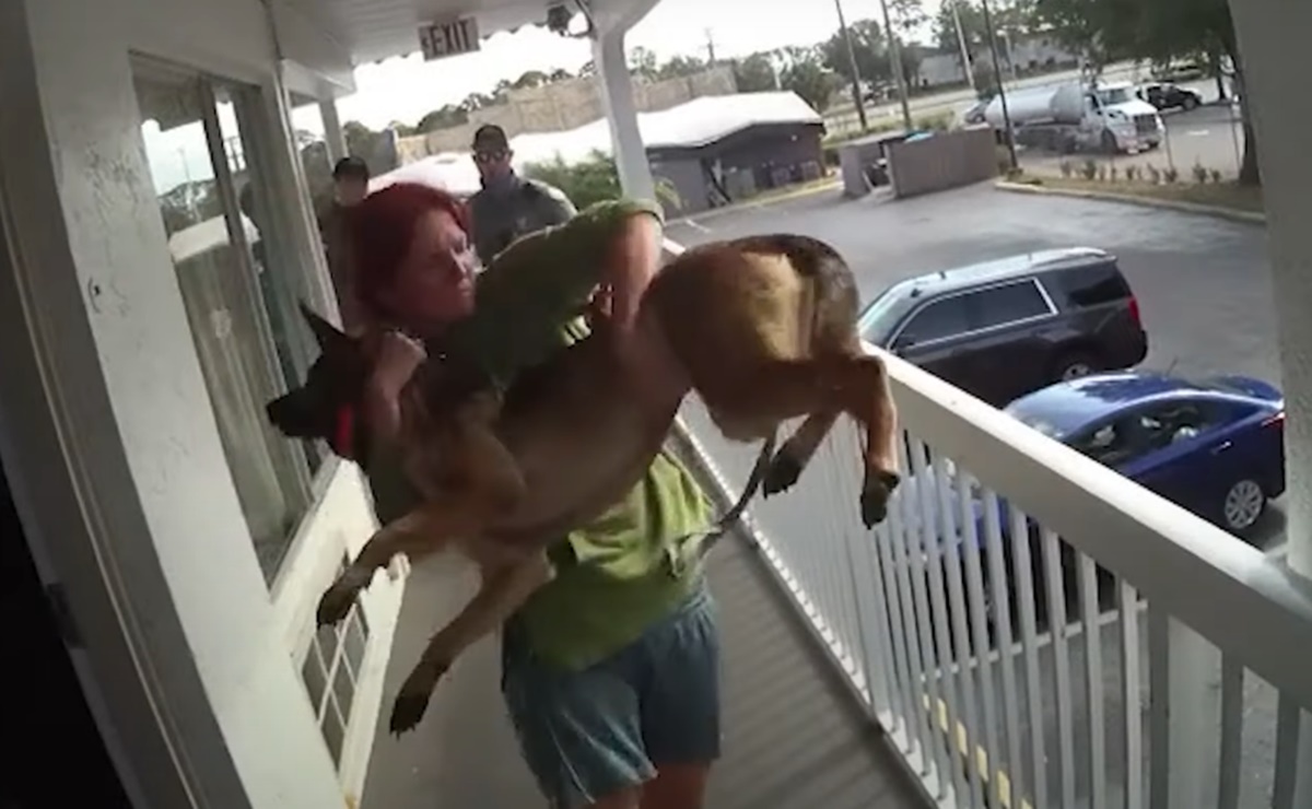 video mujer arroja perro hotel