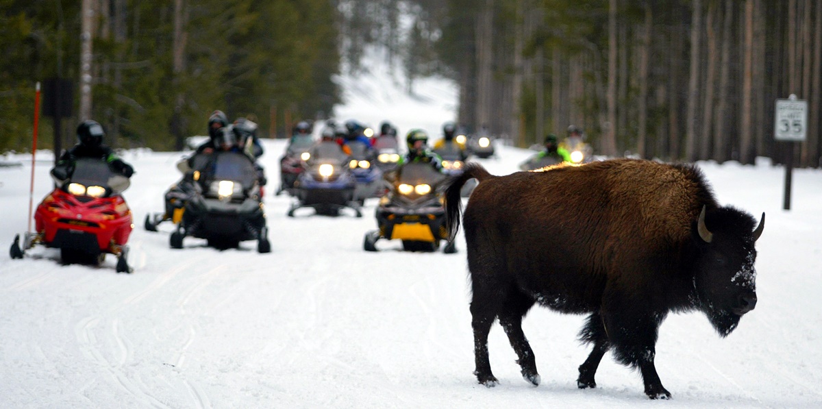 Covid-19 &lsquo;pega&rsquo; al turismo invernal de Yellowstone; cierran hoteles y caba&ntilde;asFoto: