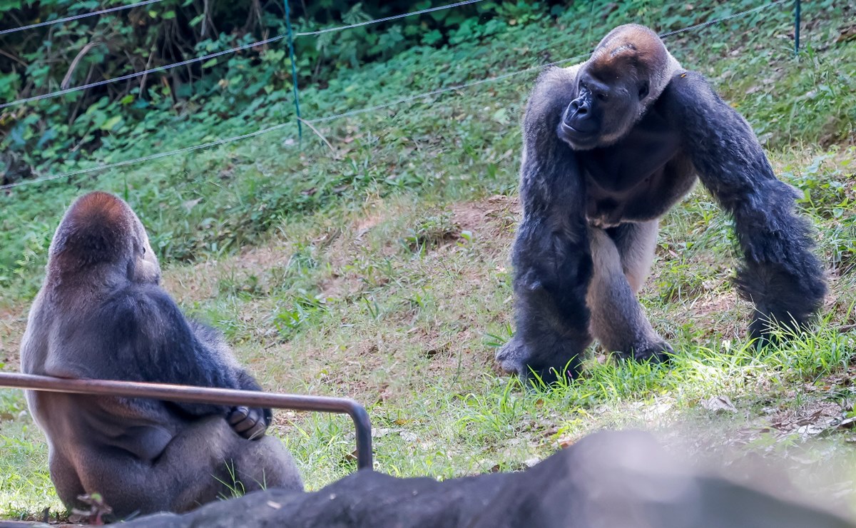 Varios gorilas del Zoo de Atlanta dan positivo a Covid-19