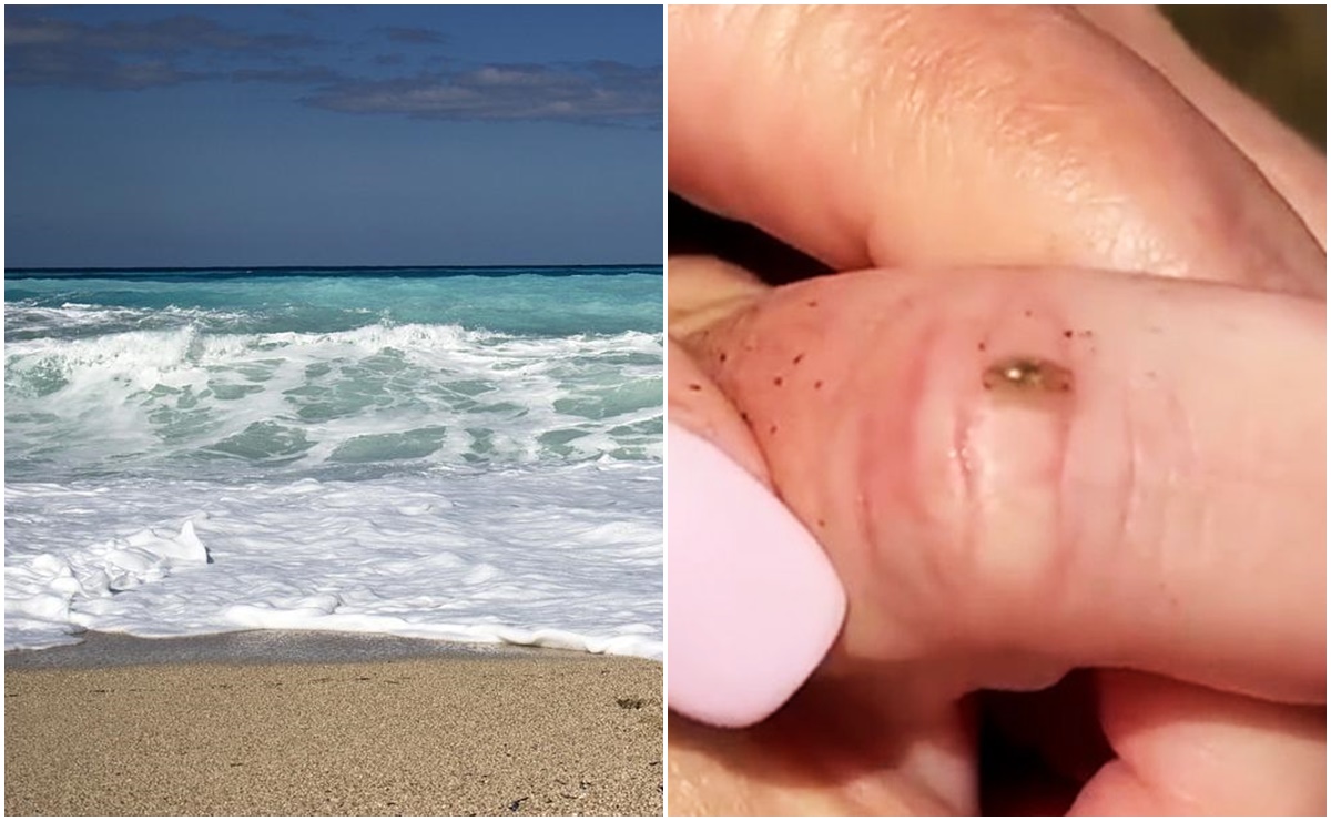 Encuentran raros insectos &ldquo;mini pira&ntilde;as&rdquo; en playas de California que comen carne