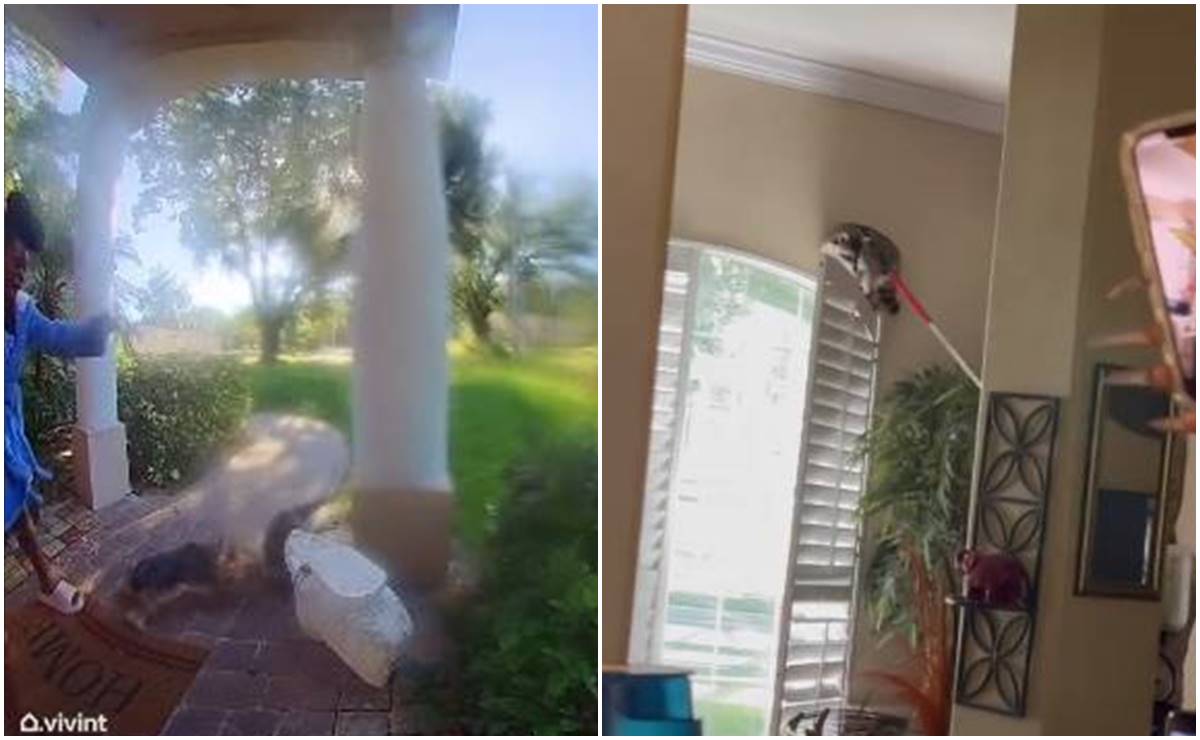 Video. Mapache ataca a perro al llegar a su casa en Florida