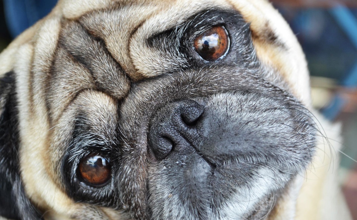 Pugs’ Health Is So Bad They’re No Longer ‘Typical Dogs’: Study