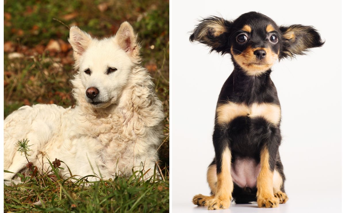 Estas son las dos nuevas razas de perro puras reconocidas por el AKC